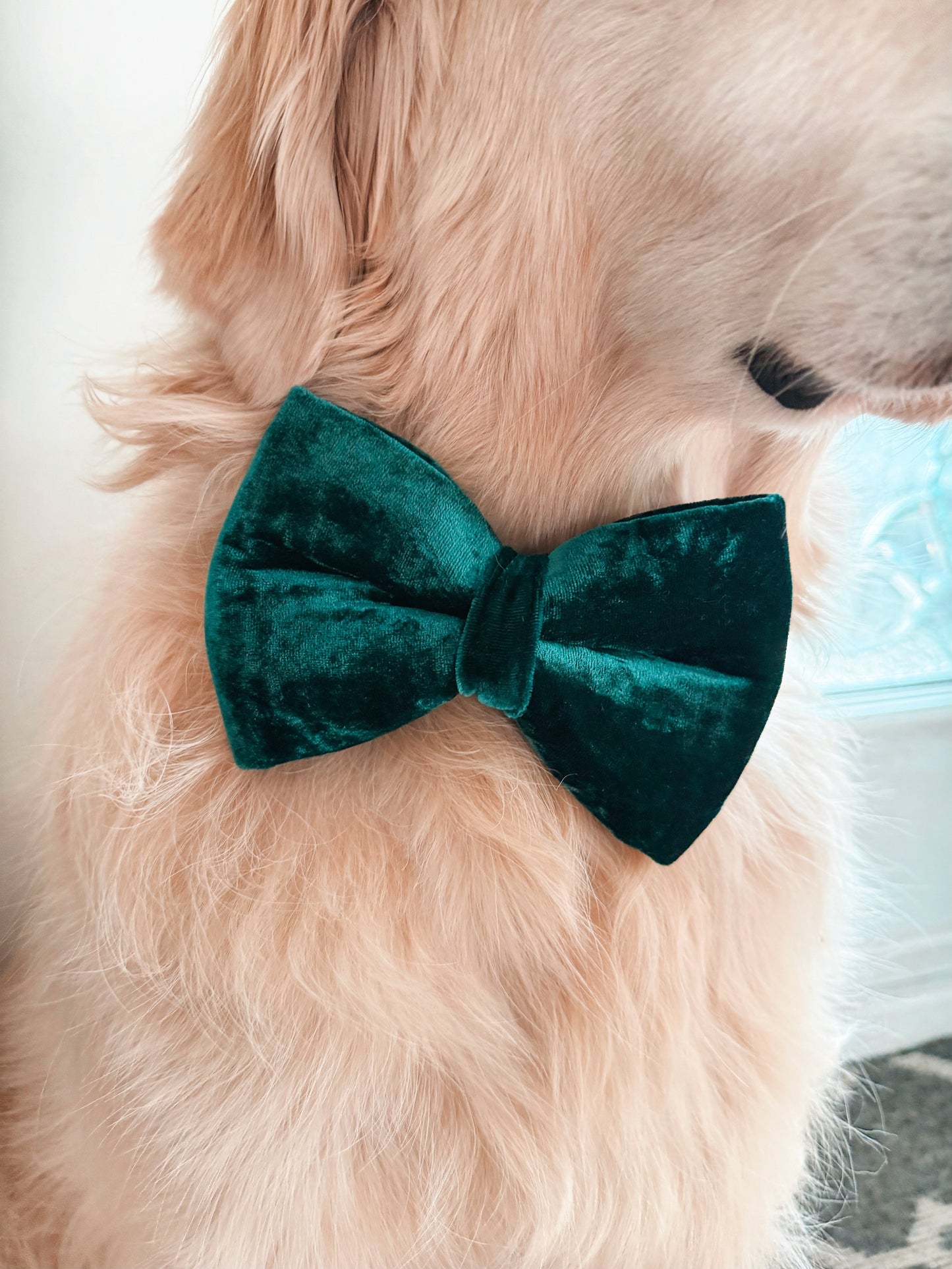 Green Velvet Bow