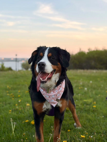 Bayside Pelicans Bandana