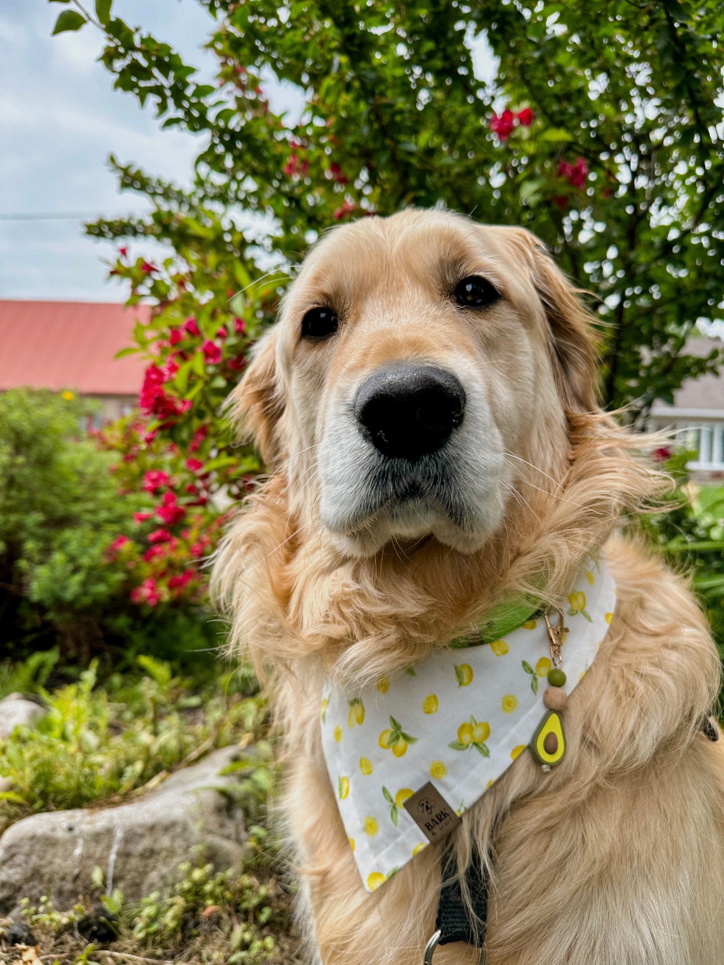 Bandana Limoncello