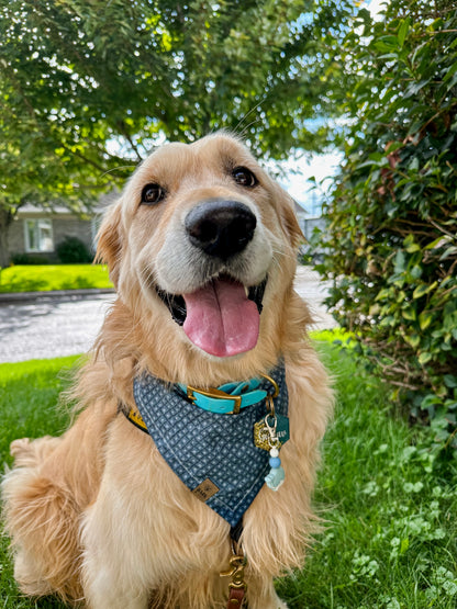 Bandana Sweet Apricots