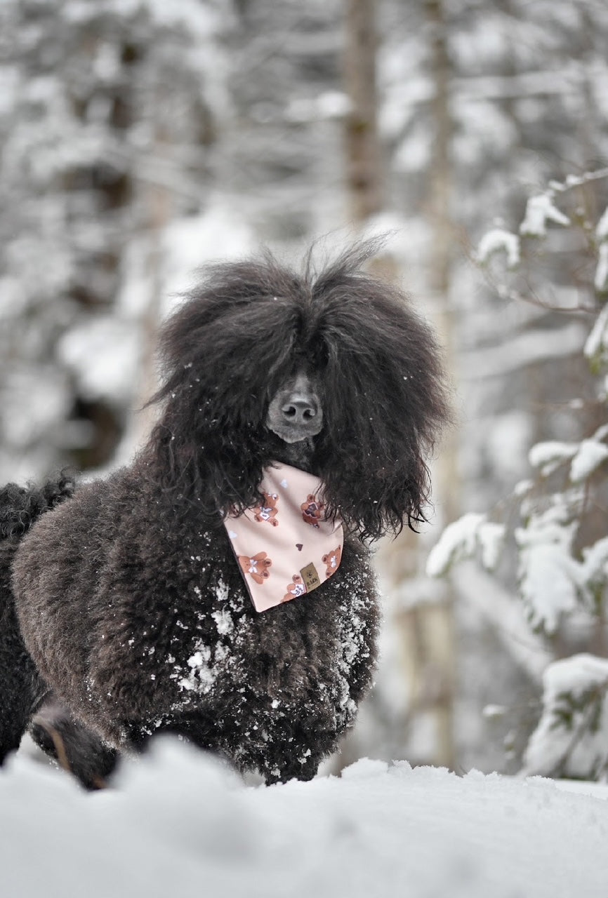 Bandana Forever My Bear